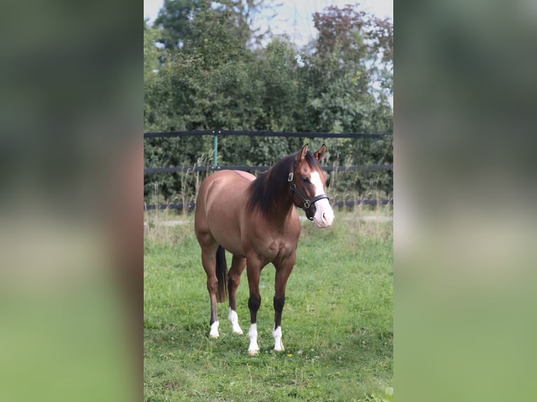 American Quarter Horse Wałach 3 lat Dunalino in Mertingen