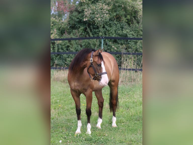 American Quarter Horse Wałach 3 lat Dunalino in Mertingen