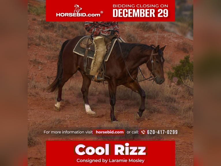 American Quarter Horse Wałach 3 lat Gniada in Canyon