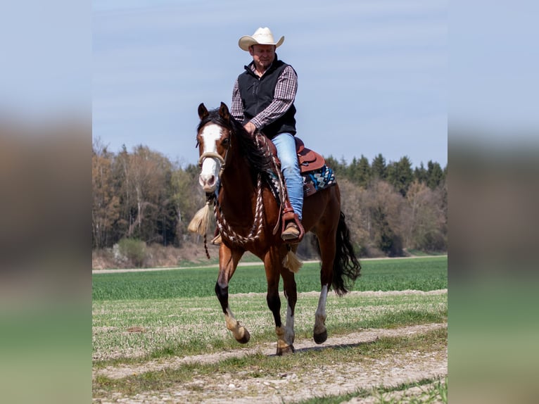 American Quarter Horse Wałach 3 lat Gniada in Ehingen