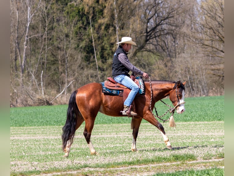 American Quarter Horse Wałach 3 lat Gniada in Ehingen