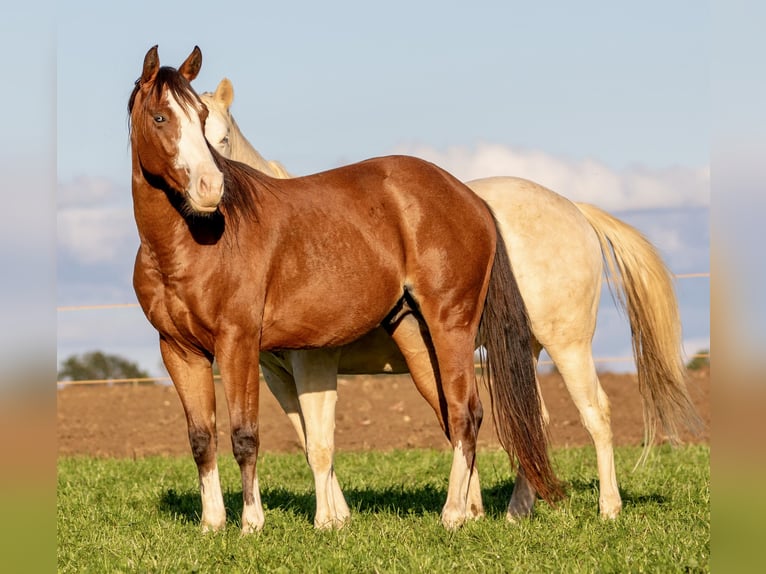 American Quarter Horse Wałach 3 lat Gniada in Ehingen
