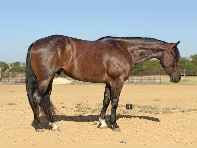 American Quarter Horse Wałach 3 lat Gniadodereszowata in Weatherford