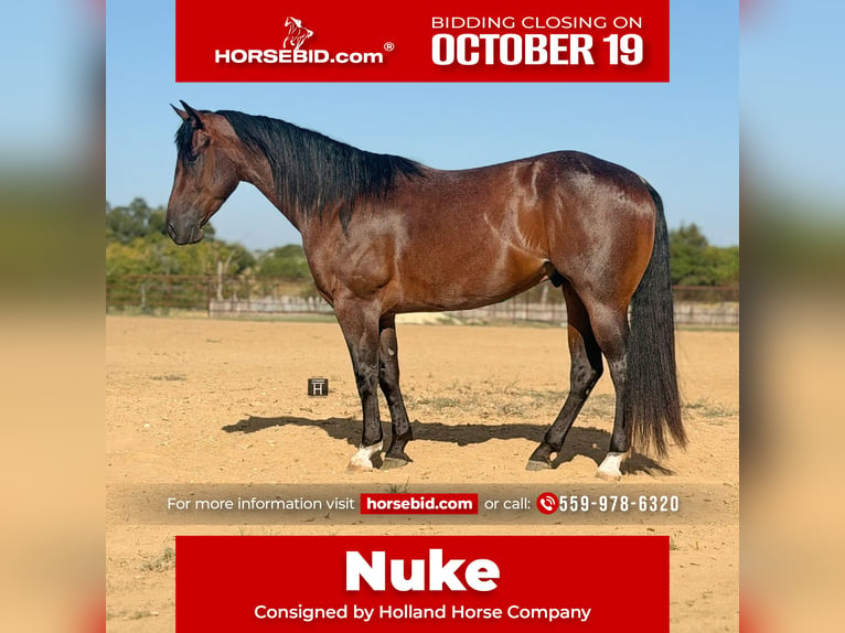 American Quarter Horse Wałach 3 lat Gniadodereszowata in Weatherford