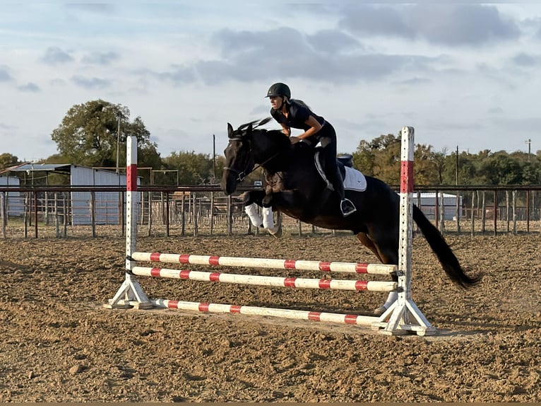 American Quarter Horse Wałach 3 lat Gniadodereszowata in Weatherford