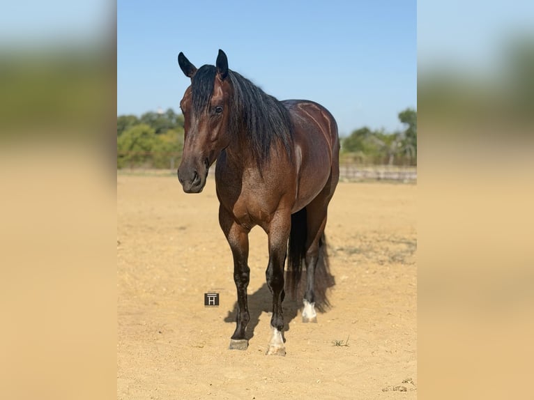 American Quarter Horse Wałach 3 lat Gniadodereszowata in Weatherford
