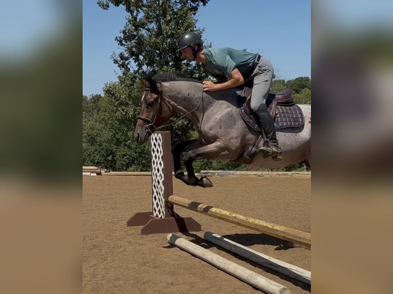 American Quarter Horse Wałach 3 lat Gniadodereszowata in West Fork