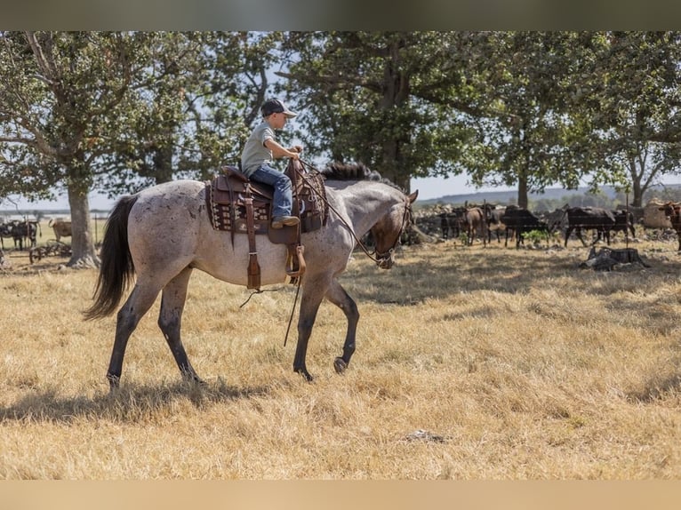 American Quarter Horse Wałach 3 lat Gniadodereszowata in West Fork