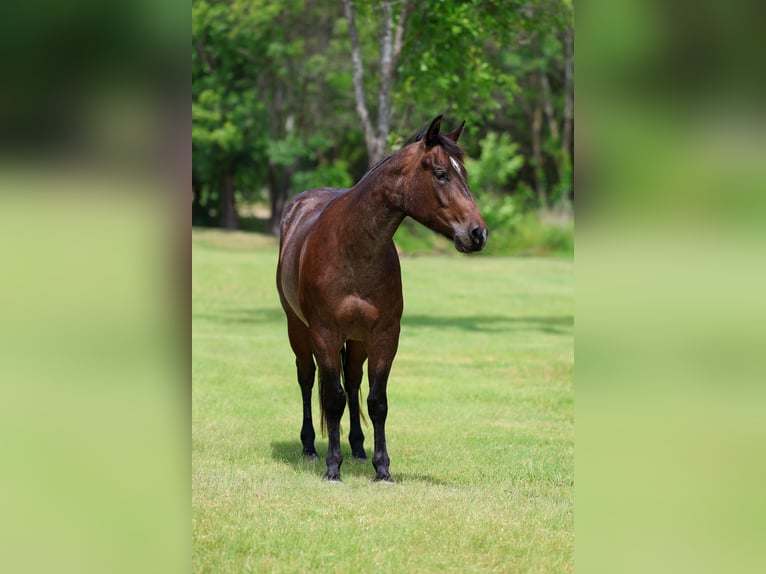 American Quarter Horse Wałach 3 lat Gniadodereszowata in Forney
