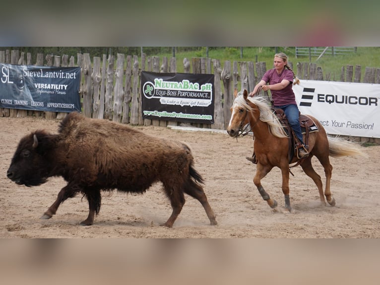 American Quarter Horse Wałach 3 lat Izabelowata in La Porte