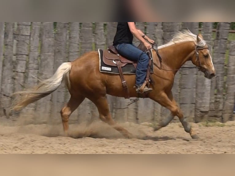 American Quarter Horse Wałach 3 lat Izabelowata in La Porte