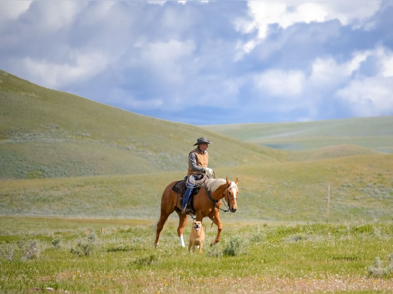 American Quarter Horse Wałach 3 lat Izabelowata in Saint Anthony