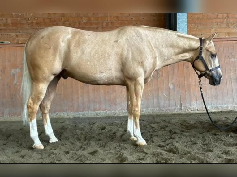 American Quarter Horse Wałach 3 lat Izabelowata in Pontoglio