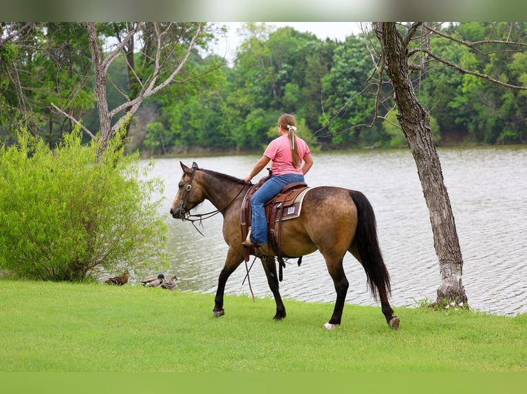 American Quarter Horse Wałach 3 lat Jelenia in Talty, TX