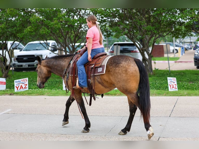 American Quarter Horse Wałach 3 lat Jelenia in Talty, TX