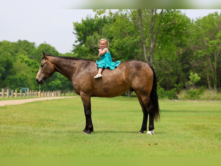 American Quarter Horse Wałach 3 lat Jelenia in Talty, TX