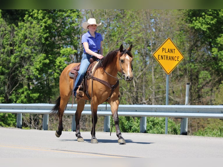 American Quarter Horse Wałach 3 lat Jelenia in Clarion, PA