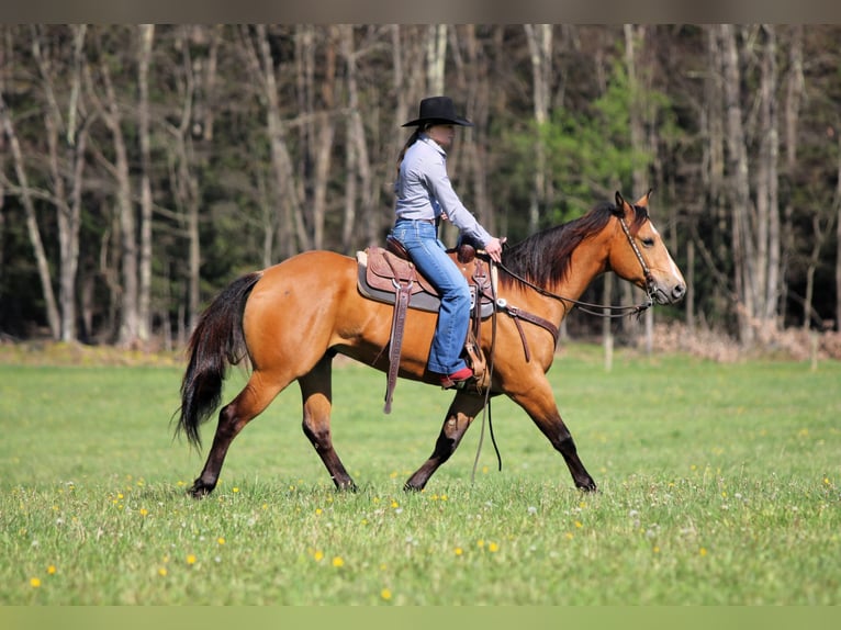 American Quarter Horse Wałach 3 lat Jelenia in Clarion, PA