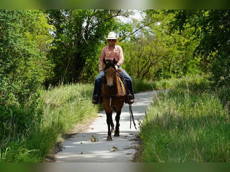 American Quarter Horse Wałach 3 lat Jelenia in Corsica