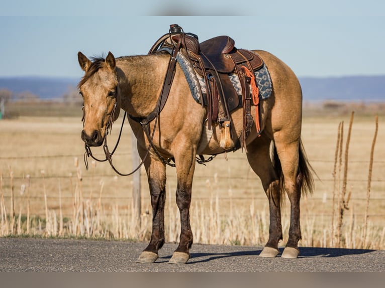 American Quarter Horse Wałach 3 lat Jelenia in Saint Anthony, ID