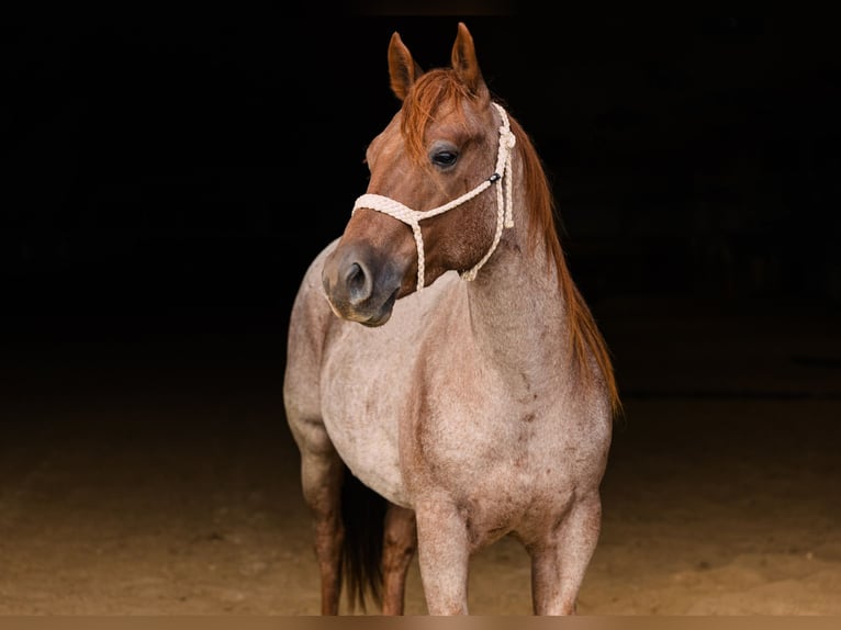 American Quarter Horse Wałach 3 lat Kasztanowatodereszowata in Decorah