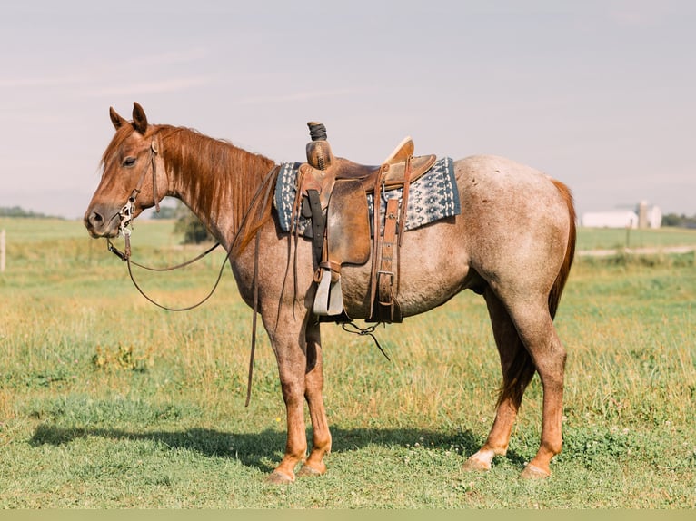 American Quarter Horse Wałach 3 lat Kasztanowatodereszowata in Decorah