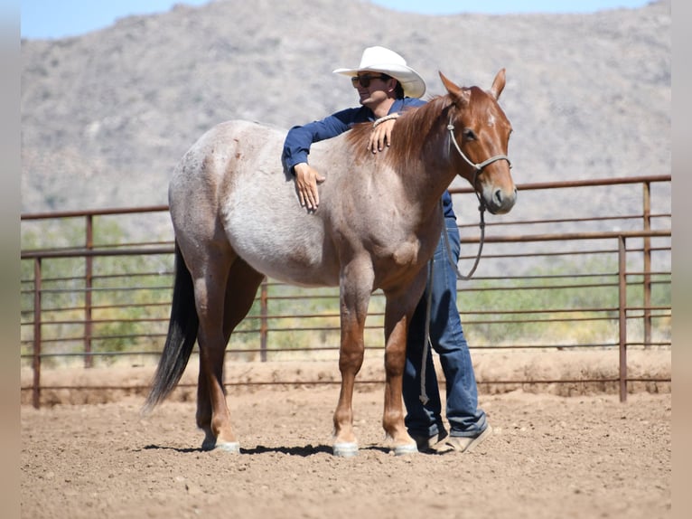 American Quarter Horse Wałach 3 lat Kasztanowatodereszowata in Congress