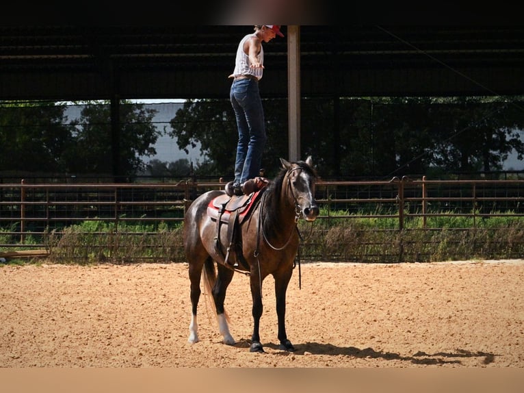 American Quarter Horse Wałach 3 lat Siwa in Stephenville