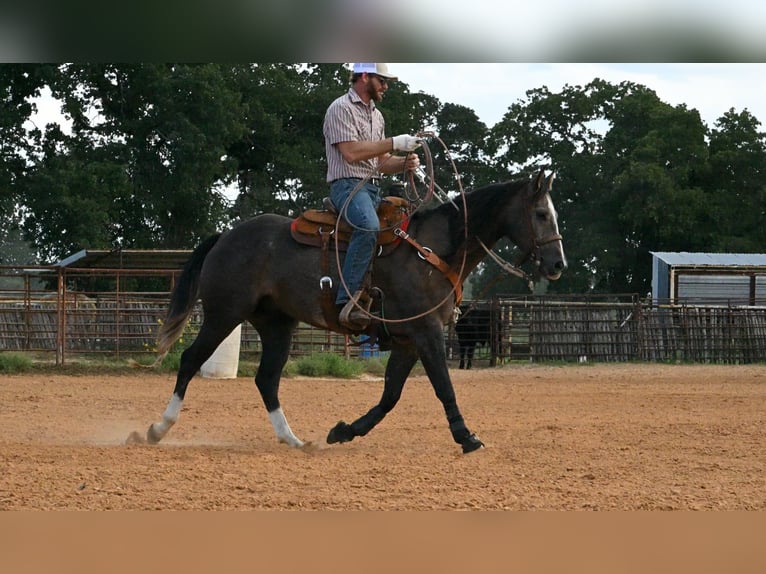 American Quarter Horse Wałach 3 lat Siwa in Stephenville