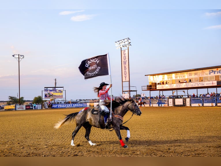 American Quarter Horse Wałach 3 lat Siwa in Stephenville