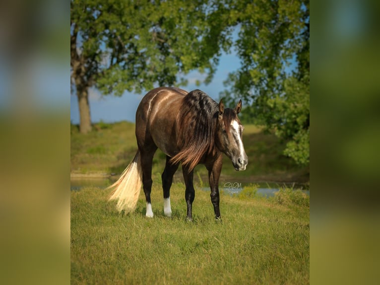 American Quarter Horse Wałach 3 lat Siwa in Stephenville