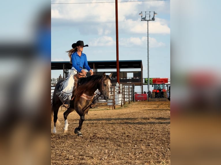 American Quarter Horse Wałach 3 lat Siwa in Stephenville