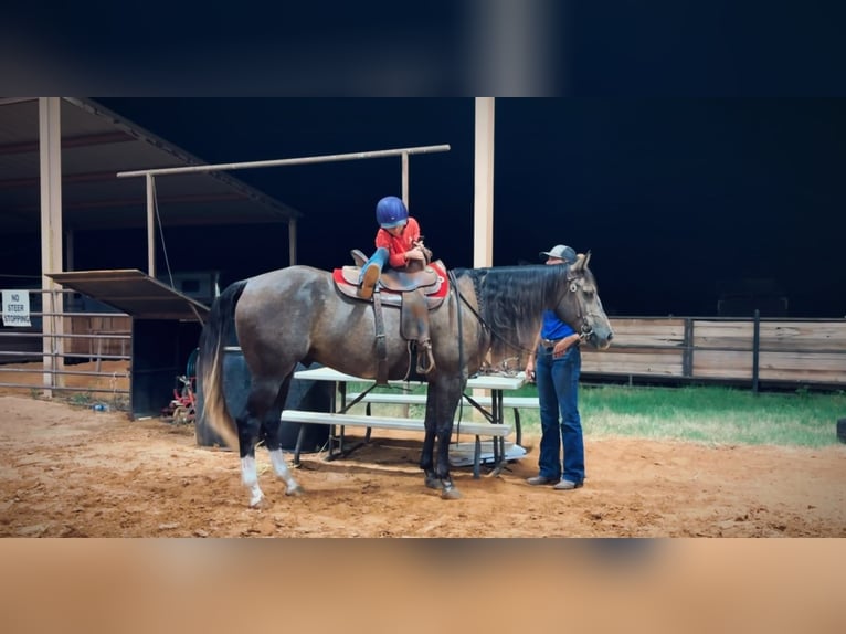 American Quarter Horse Wałach 3 lat Siwa in Stephenville