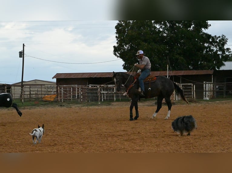 American Quarter Horse Wałach 3 lat Siwa in Stephenville