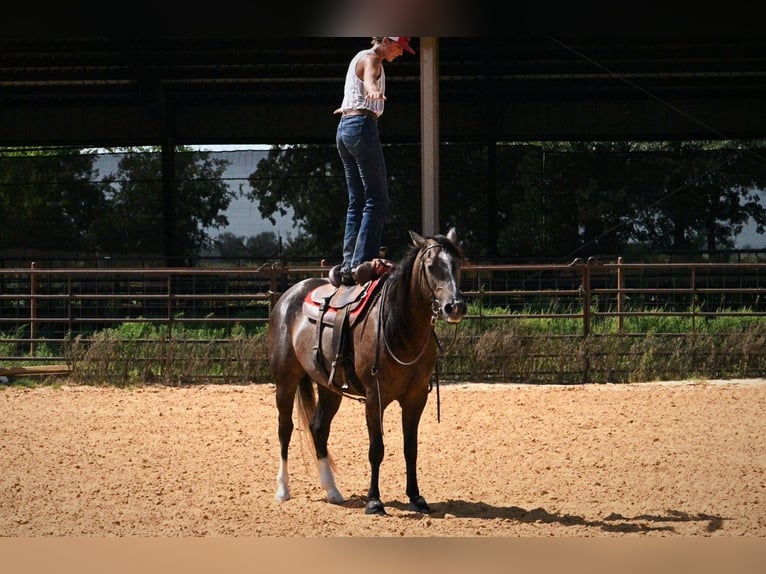 American Quarter Horse Wałach 3 lat Siwa in Stephenville