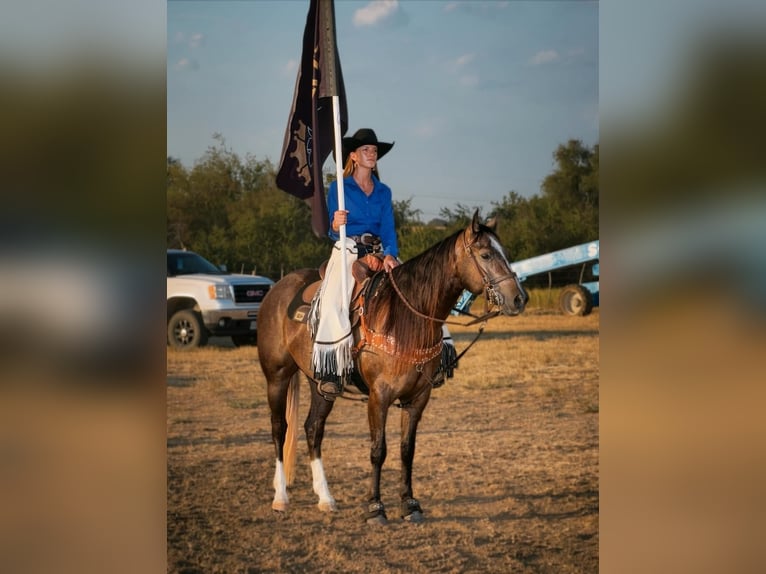American Quarter Horse Wałach 3 lat Siwa in Stephenville