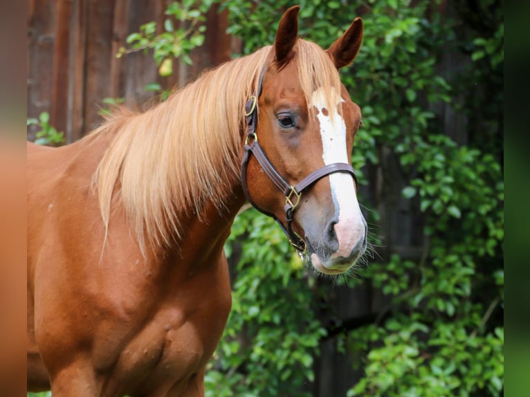 American Quarter Horse Wałach 3 lat in Memmingen