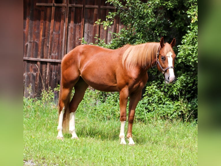 American Quarter Horse Wałach 3 lat in Memmingen