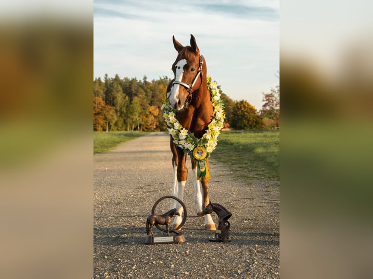 American Quarter Horse Wałach 3 lat in Memmingen