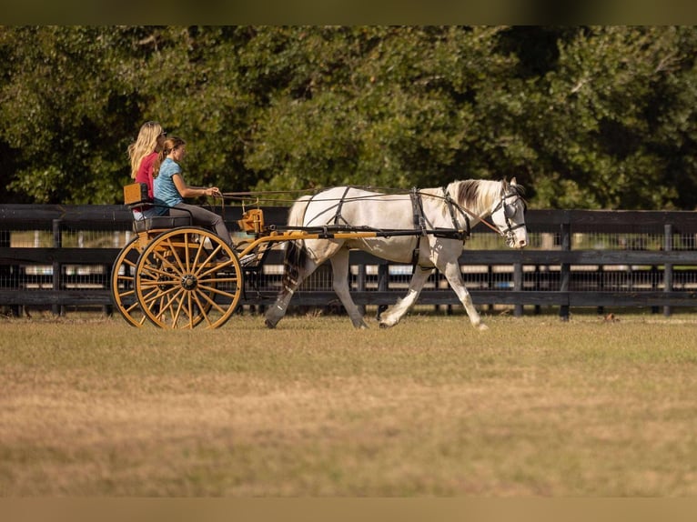 American Quarter Horse Mix Wałach 4 lat 137 cm Srokata in Ocala
