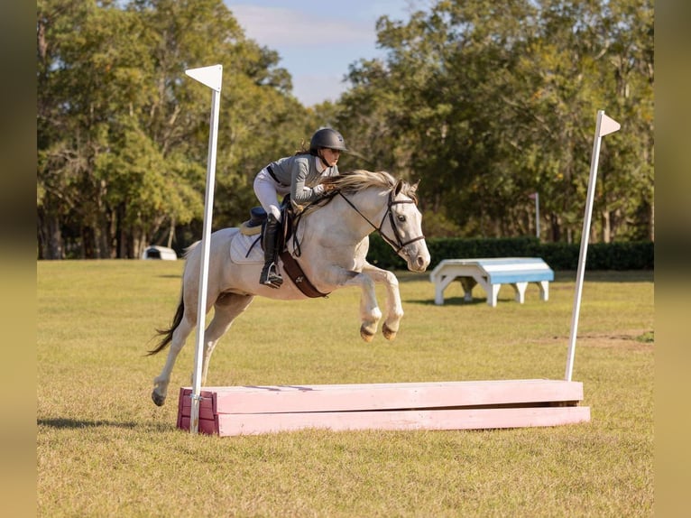 American Quarter Horse Mix Wałach 4 lat 137 cm Srokata in Ocala