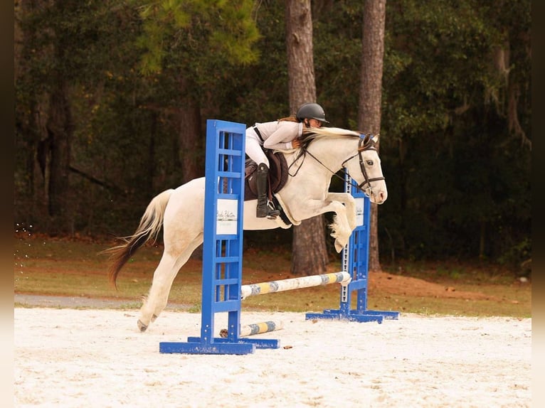 American Quarter Horse Mix Wałach 4 lat 137 cm Srokata in Ocala
