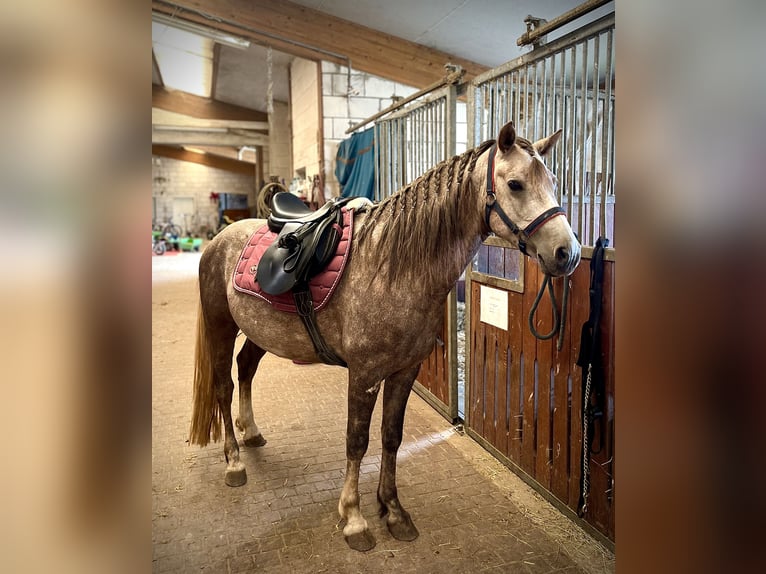 American Quarter Horse Mix Wałach 4 lat 138 cm Może być siwy in Ulrichstein
