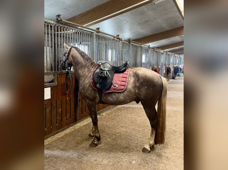 American Quarter Horse Mix Wałach 4 lat 138 cm Może być siwy in Ulrichstein