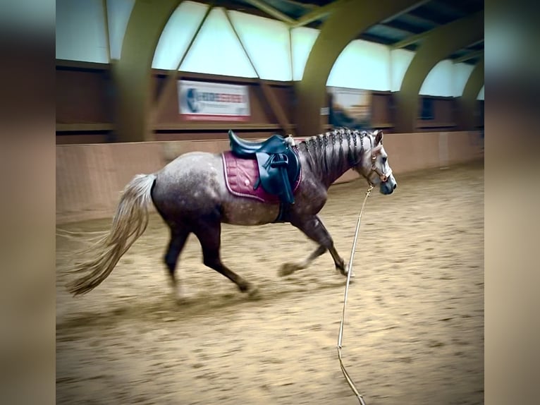 American Quarter Horse Mix Wałach 4 lat 138 cm Może być siwy in Ulrichstein