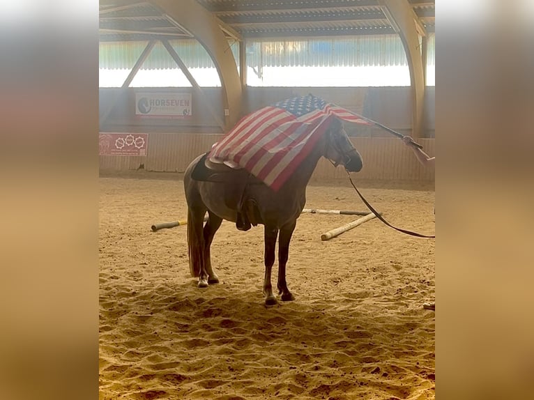 American Quarter Horse Mix Wałach 4 lat 138 cm Może być siwy in Ulrichstein