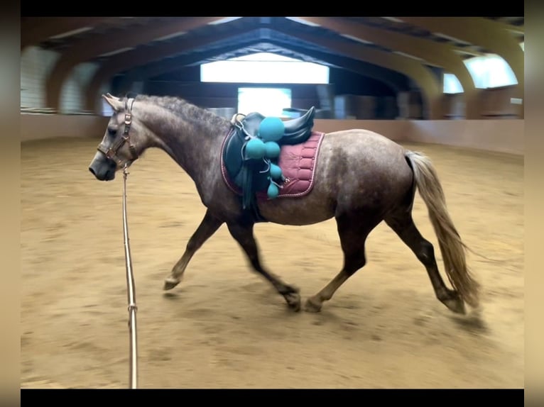 American Quarter Horse Mix Wałach 4 lat 138 cm Może być siwy in Ulrichstein