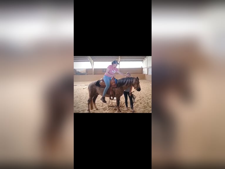 American Quarter Horse Mix Wałach 4 lat 138 cm Może być siwy in Ulrichstein