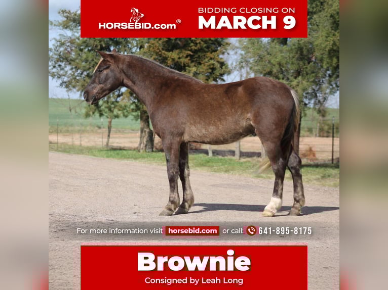 American Quarter Horse Wałach 4 lat 140 cm Izabelowata in Sulphur Springs