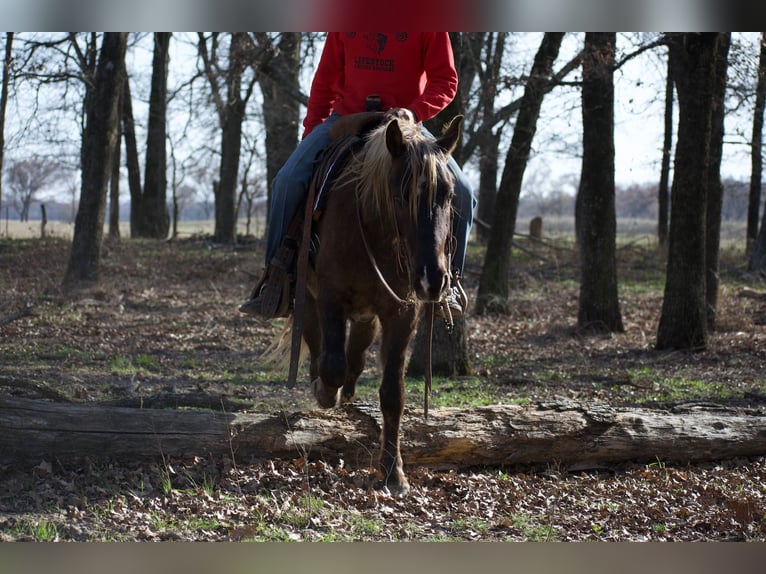 American Quarter Horse Wałach 4 lat 140 cm Izabelowata in Sulphur Springs